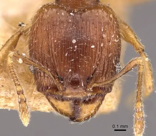 Pheidole navigans specimen CASENT0908269 image casent0908269_2