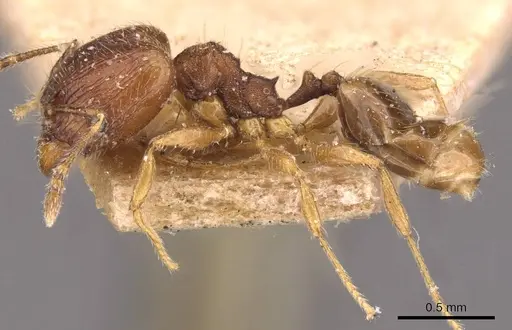 Pheidole navigans specimen CASENT0908269 image casent0908269_3