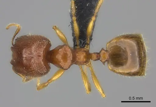 Pheidole navoatrensis specimen CASENT0036601 image casent0036601_1