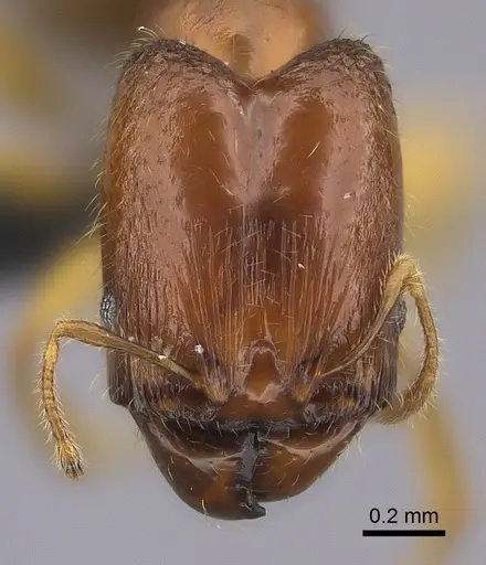 Pheidole navoatrensis specimen CASENT0036601 image casent0036601_2