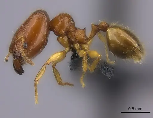 Pheidole navoatrensis specimen CASENT0036601 image casent0036601_3