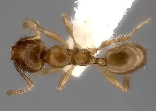 Pheidole navoatrensis specimen CASENT0198634 image casent0198634_1