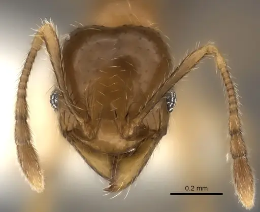 Pheidole navoatrensis specimen CASENT0198634 image casent0198634_2