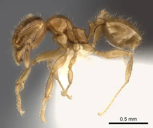 Pheidole navoatrensis specimen CASENT0198634 image casent0198634_3