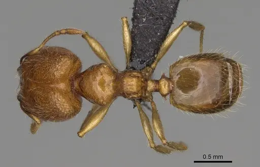 Pheidole navoatrensis specimen CASENT0204235 image casent0204235_1