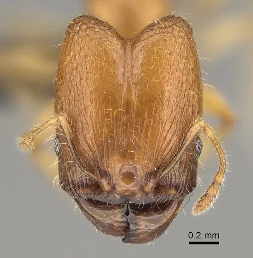 Pheidole navoatrensis specimen CASENT0204235 image casent0204235_2