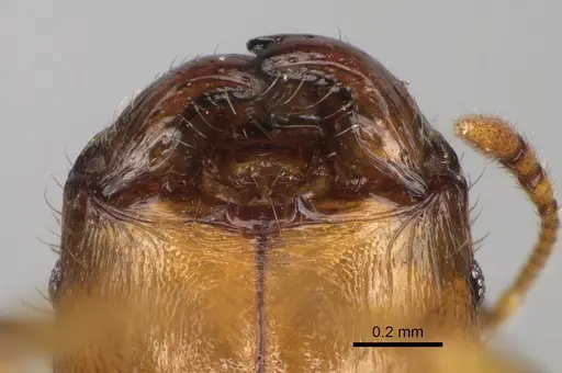 Pheidole navoatrensis specimen CASENT0204235 image casent0204235_3