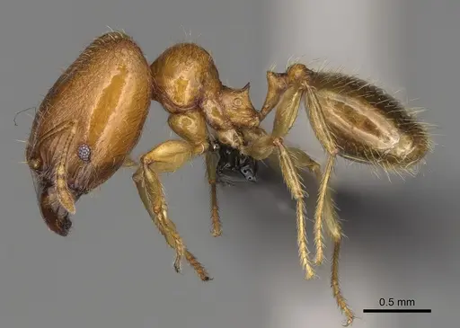 Pheidole navoatrensis specimen CASENT0204235 image casent0204235_4