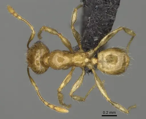 Pheidole navoatrensis specimen CASENT0204254 image casent0204254_1