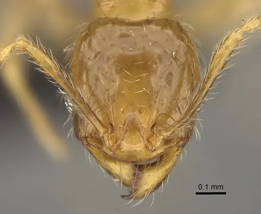 Pheidole navoatrensis specimen CASENT0204254 image casent0204254_2