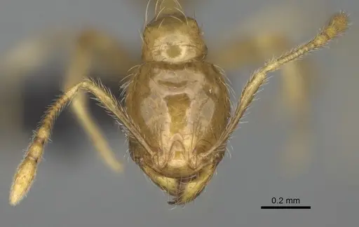 Pheidole navoatrensis specimen CASENT0204254 image casent0204254_3