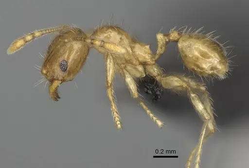 Pheidole navoatrensis specimen CASENT0204254 image casent0204254_4