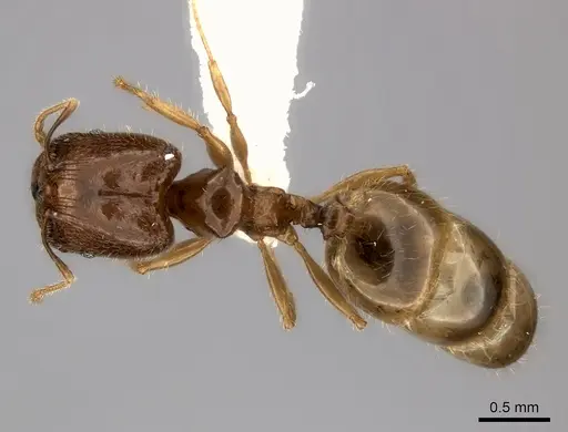 Pheidole navoatrensis specimen CASENT0235062 image casent0235062_1
