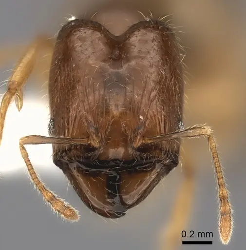 Pheidole navoatrensis specimen CASENT0235062 image casent0235062_2