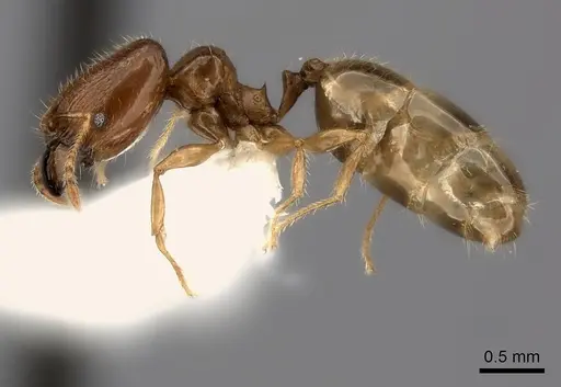 Pheidole navoatrensis specimen CASENT0235062 image casent0235062_3