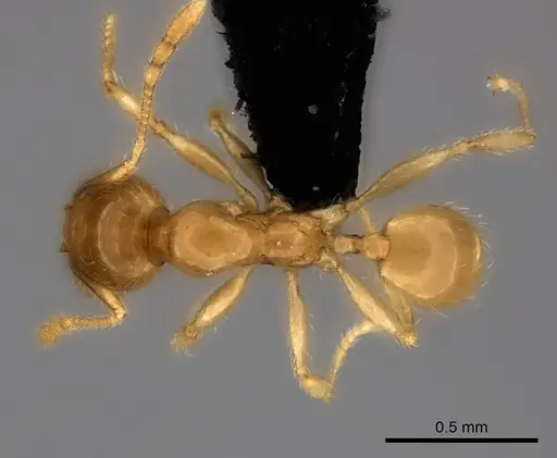 Pheidole navoatrensis specimen CASENT0468999 image casent0468999_1
