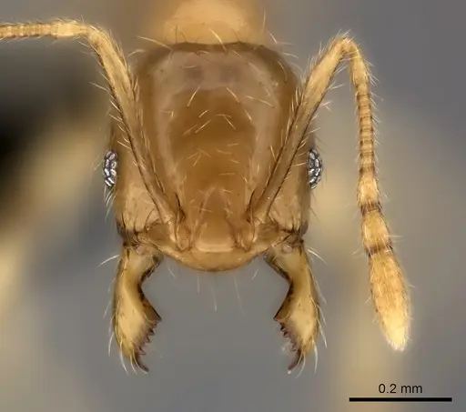 Pheidole navoatrensis specimen CASENT0468999 image casent0468999_2