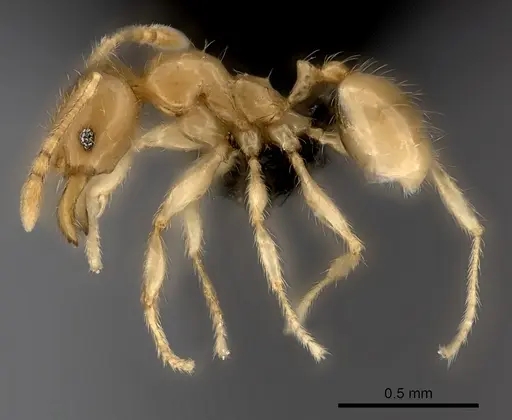 Pheidole navoatrensis specimen CASENT0468999 image casent0468999_3