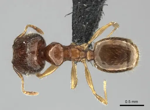 Pheidole navoatrensis specimen CASENT0474192 image casent0474192_1