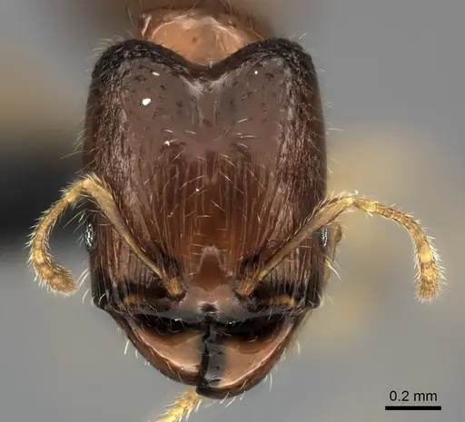 Pheidole navoatrensis specimen CASENT0474192 image casent0474192_2