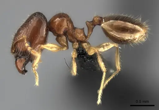 Pheidole navoatrensis specimen CASENT0474192 image casent0474192_3