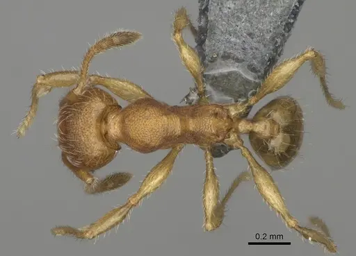 Pheidole navoatrensis specimen CASENT0923185 image casent0923185_1