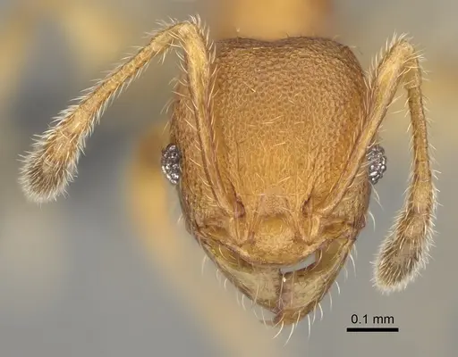 Pheidole navoatrensis specimen CASENT0923185 image casent0923185_2