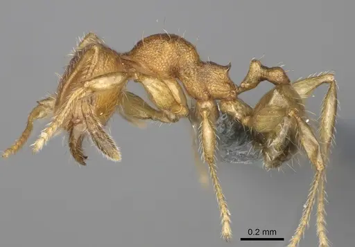 Pheidole navoatrensis specimen CASENT0923185 image casent0923185_3
