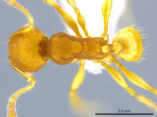 Pheidole nebulosa specimen CASENT0613597 image casent0613597_1