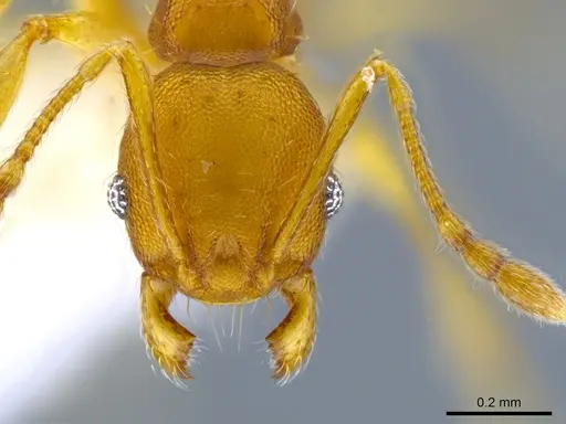 Pheidole nebulosa specimen CASENT0613597 image casent0613597_2