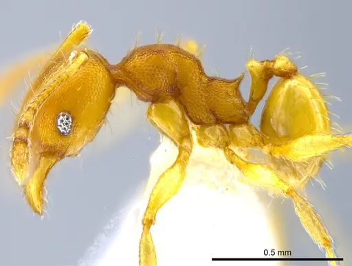 Pheidole nebulosa specimen CASENT0613597 image casent0613597_3