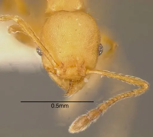 Pheidole nebulosa specimen CASENT0635497 image casent0635497_1