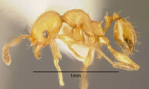 Pheidole nebulosa specimen CASENT0635497 image casent0635497_2