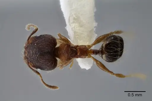 Pheidole nebulosa specimen CASENT0649605 image casent0649605_1