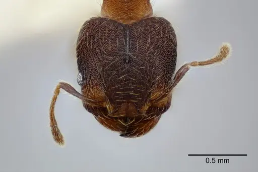 Pheidole nebulosa specimen CASENT0649605 image casent0649605_2