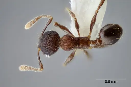 Pheidole nebulosa specimen CASENT0649606 image casent0649606_1