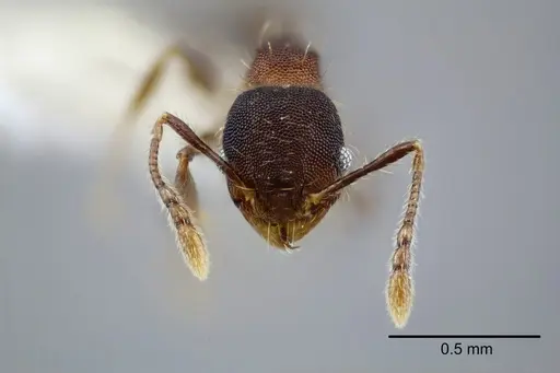 Pheidole nebulosa specimen CASENT0649606 image casent0649606_2