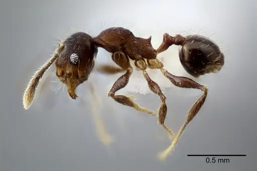 Pheidole nebulosa specimen CASENT0649606 image casent0649606_3