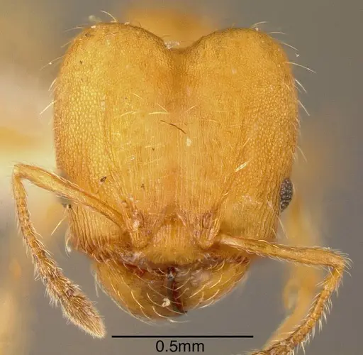 Pheidole nebulosa specimen INBIOCRI001237483 image inbiocri001237483_1