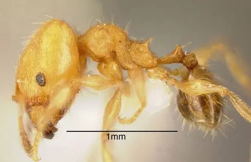 Pheidole nebulosa specimen INBIOCRI001237483 image inbiocri001237483_2