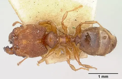 Pheidole nemoralis specimen CASENT0101323 image casent0101323_1