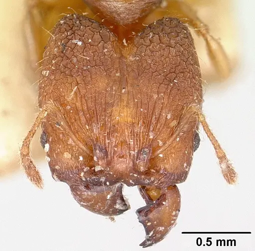 Pheidole nemoralis specimen CASENT0101323 image casent0101323_2