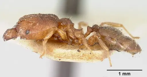 Pheidole nemoralis specimen CASENT0101323 image casent0101323_3