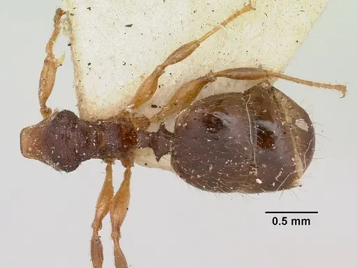 Pheidole nemoralis specimen CASENT0101324 image casent0101324_1