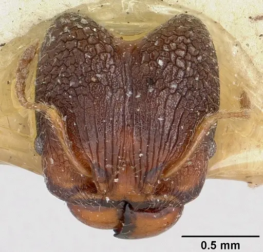 Pheidole nemoralis specimen CASENT0101324 image casent0101324_2