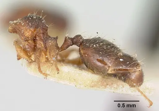 Pheidole nemoralis specimen CASENT0101324 image casent0101324_3