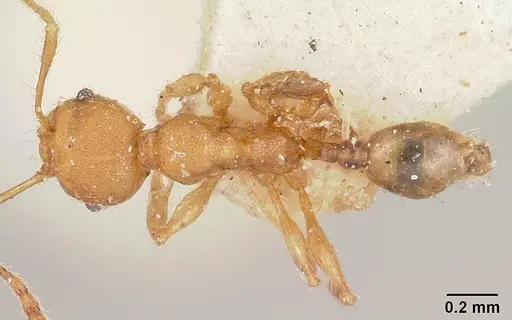 Pheidole nemoralis specimen CASENT0101584 image casent0101584_1