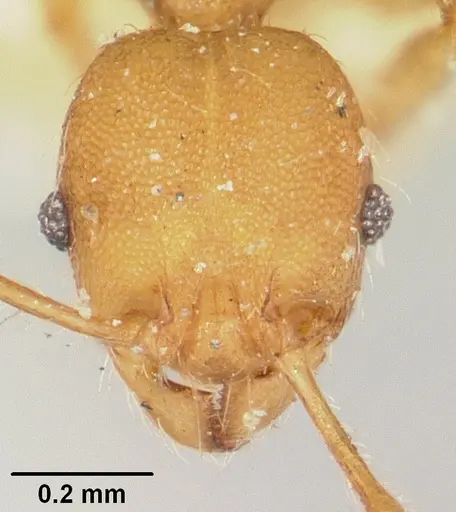 Pheidole nemoralis specimen CASENT0101584 image casent0101584_2