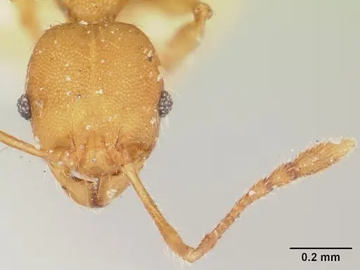 Pheidole nemoralis specimen CASENT0101584 image casent0101584_3