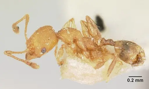 Pheidole nemoralis specimen CASENT0101584 image casent0101584_4
